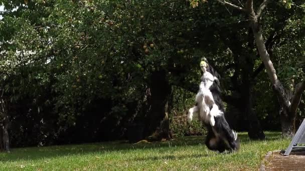 Gräns Collie Dog Gräs Spela Boll Långsam Rörelse — Stockvideo