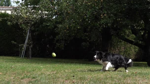 ボーダーコリー犬草の上を歩く ボールを再生 スローモーション — ストック動画
