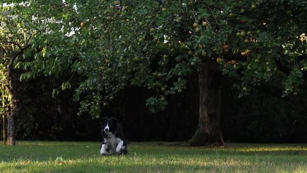 ボーダーコリー犬草の上を歩く ボールを再生 スローモーション — ストック動画