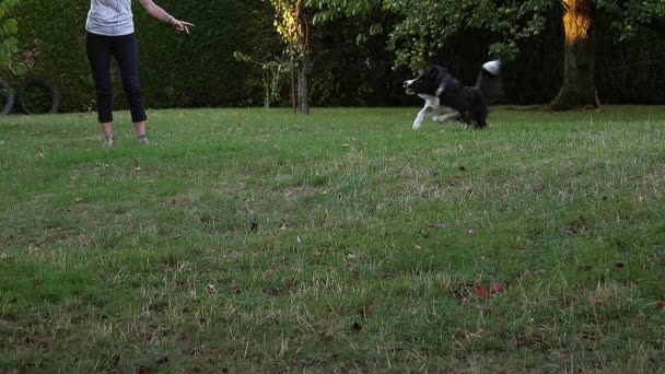 Mujer Con Frontera Collie Perro Caminando Sobre Hierba Jugando Pelota — Vídeos de Stock