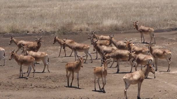 Topi Damaliscus Korrigum Gruppo Piedi Savannah Parco Nairobi Kenya Rallentatore — Video Stock