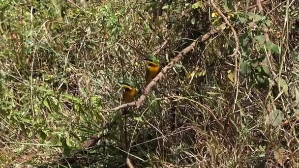 Petit Mangeur Abeilles Merops Pusillus Adultes Debout Sur Branche Vol — Video