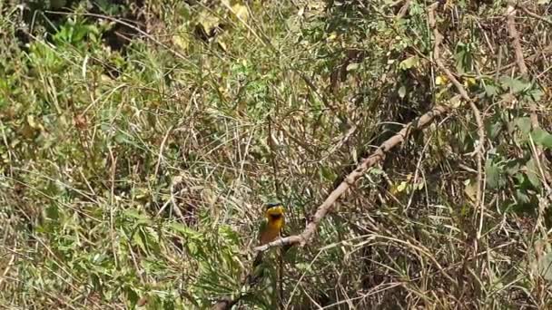 Little Bee Eater Merops Pusillus Adult Standing Branch Flight Απογείωση — Αρχείο Βίντεο