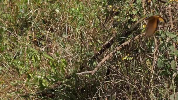 Little Bee Eater Merops Pusillus Adult Standing Branch Flight Απογείωση — Αρχείο Βίντεο