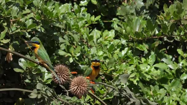 Little Bee Eater Merops Pusillus Adulto Pie Rama Captura Libélula — Vídeos de Stock