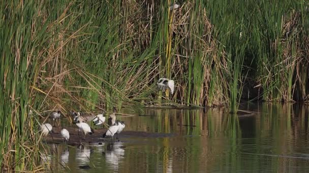 Sacred Ibis Threskiornis Aethiopica Group Standing Water Hole Adult Flight — 비디오
