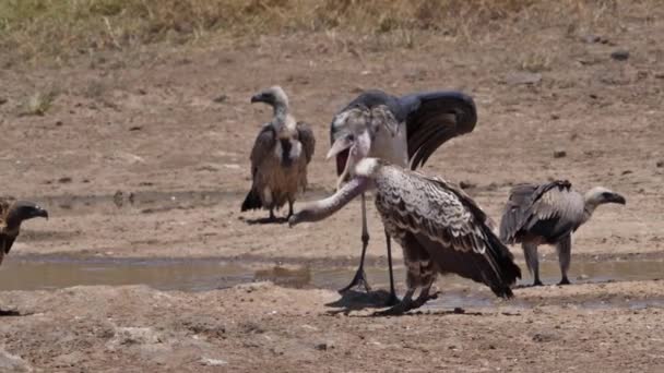 African White Backed Vulture Gyps Africanus Group Standing Water Hole — Stock Video