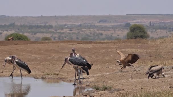 Avvoltoio Dalla Schiena Bianca Africano Gyps Africanus Gruppo Piedi Water — Video Stock
