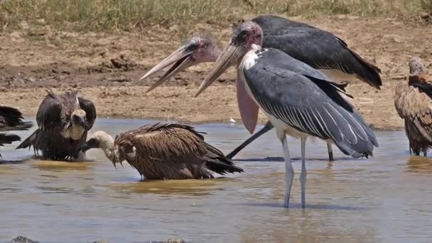 Afrikanischer Weißrückengeier Gyps Africanus Gruppe Steht Wasserloch Hat Bad Marabou — Stockvideo