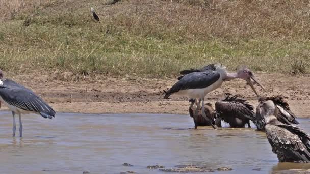 African White Backed Vulture Gyps Africanus Group Standing Water Hole — 비디오