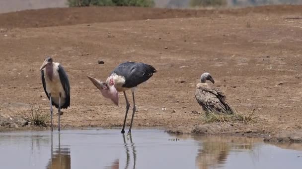 Afrikalı Beyaz Sırtlı Akbaba Afrikalı Çingeneler Deliği Marabou Stork Leptoptilos — Stok video