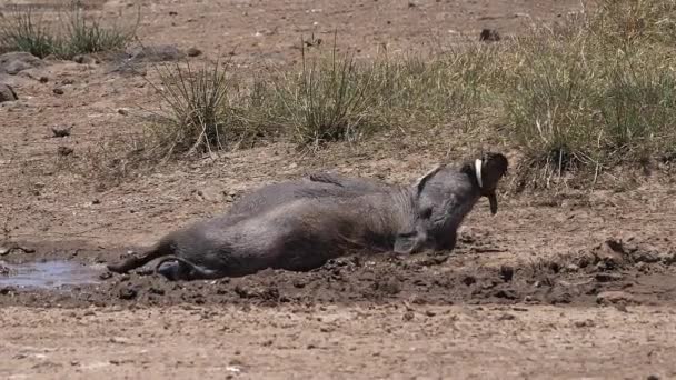 Warthog Phacochoerus Aethiopicus Vuxenbad Nairobi Park Kenya Slow Motion — Stockvideo