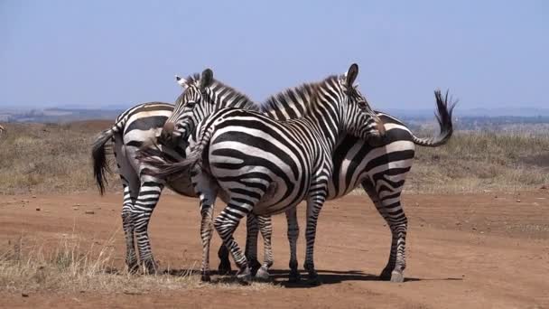 Grant Zebra Equus Burchelli Boehmi Groupe Nairobi Park Kenya Ralenti — Video
