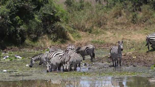 Grant Zebra Equus Burchelli Boehmi Herd Standing Water Hole Drinking — Vídeos de Stock