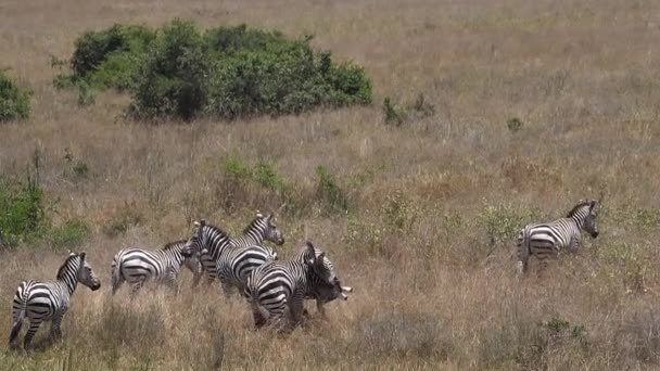 Zebra Grant Equus Burchelli Boehmi Luta Parque Nairobi Quênia Câmera — Vídeo de Stock