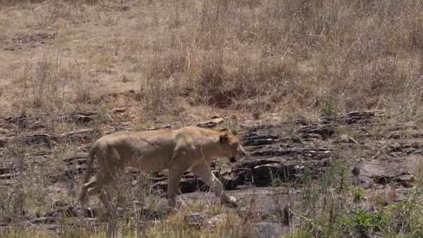 African Lion Panthera Leo Walking Savannah Nairobi Park Kenya Slow — Stock video