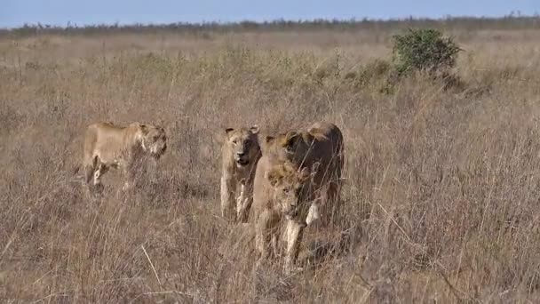 非洲狮子 豹狮子座 团体走过肯尼亚内罗毕公园的萨凡纳 慢动作 — 图库视频影像