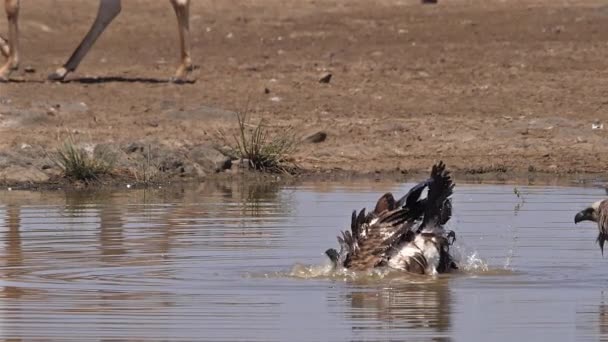 African White Backed Vulture Gyps Africanus Standing Water Having Bath — 비디오