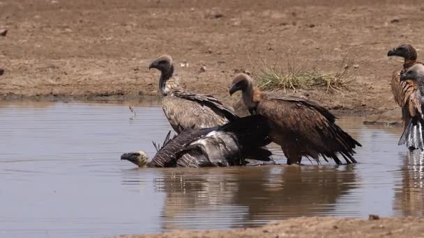 Buitre Espalda Blanca Africano Gyps Africanus Grupo Pie Agua Teniendo — Vídeo de stock