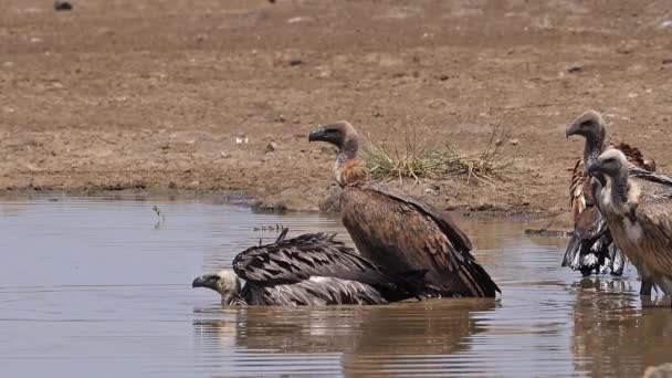非洲白背秃鹫 非洲鳄鱼 群居于水中 在肯尼亚内罗毕公园有浴池 动作缓慢 — 图库视频影像