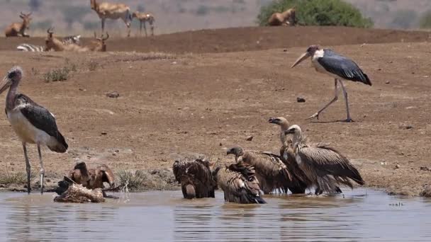 Afrikanischer Weißrückengeier Gyps Africanus Gruppe Wasser Stehend Mit Bad Marabou — Stockvideo