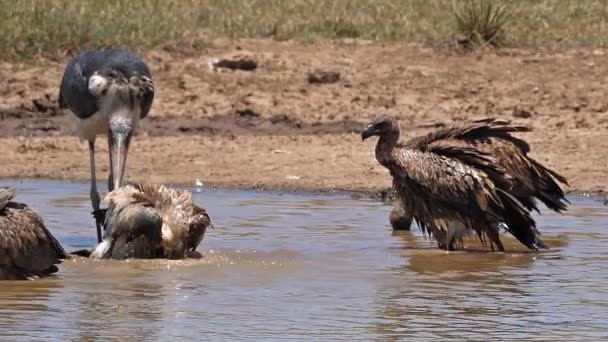 非洲白背秃鹫 非洲鳄鱼 群居于水中 有巴斯 马拉布 斯托克 Leptoptimistic Los Crumeniferus Fight — 图库视频影像