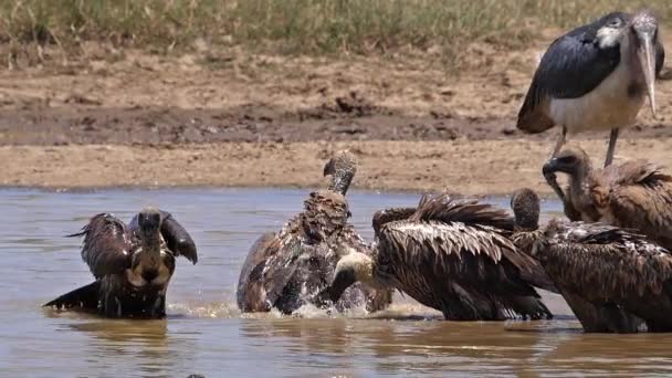 African White Backed Vulture Gyps Africanus Group Standing Water Having — Stock Video