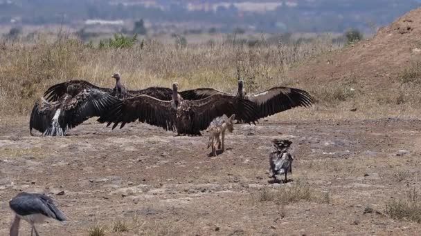 Buitre Respaldo Blanco Africano Gyps Africanus Grupo Que Tiene Baño — Vídeos de Stock