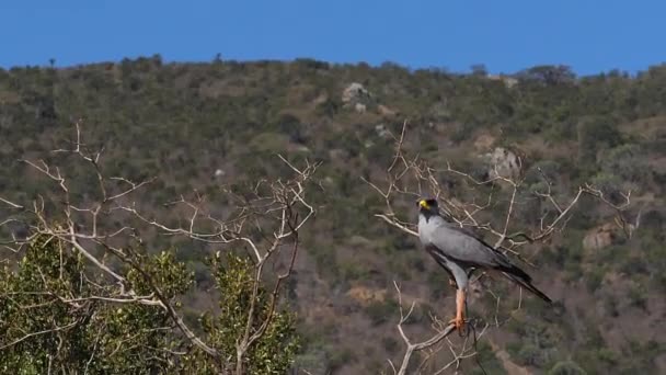 Dark Chanting Goshawk Melierax Metabates Adult Flight Taking Tsavo Park — 비디오