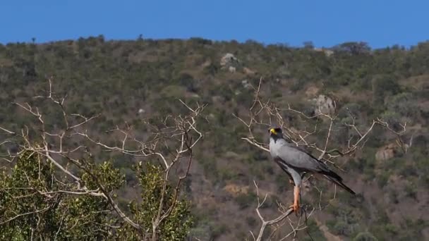 Dark Chanting Goshawk Melierax Metabates Adulto Voo Decolando Parque Tsavo — Vídeo de Stock