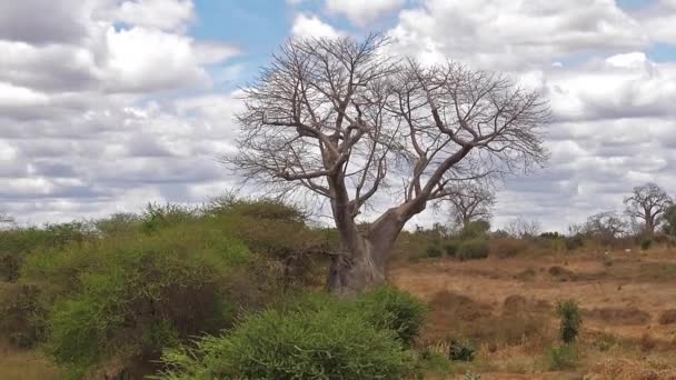 Baobab Paisaje Camino Para Tsavo Park Kenia Cámara Lenta — Vídeos de Stock