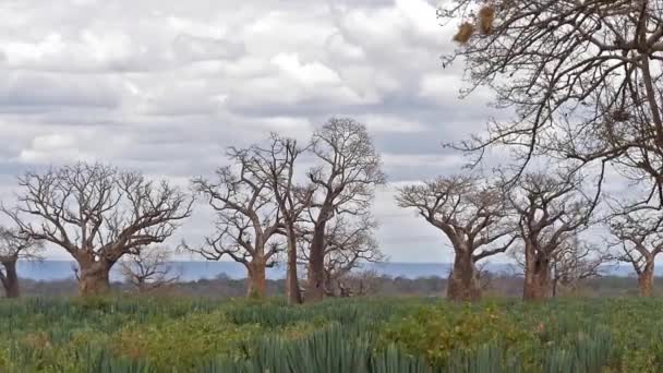 Баобаб Пейзаж Дороге Парк Цаво Кения Замедленная Съемка — стоковое видео