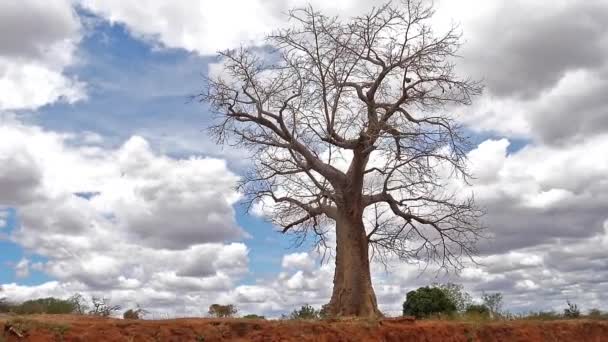 Baobab Landschaft Auf Dem Weg Zum Tsavo Park Kenia Zeitlupe — Stockvideo