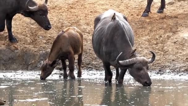 Africano Buffalo Syncerus Caffer Grupo Beber Water Hole Feminino Bezerro — Vídeo de Stock