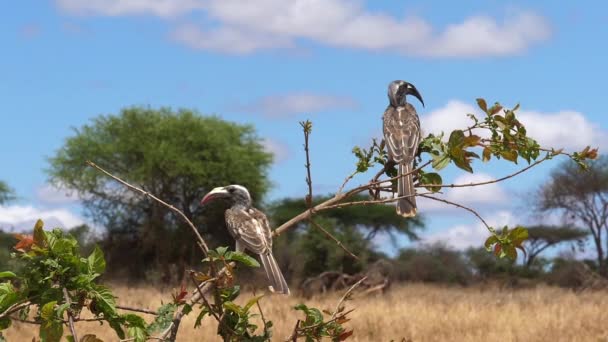 African Grey Hornbill Tockus Nasutus Pair Standing Branch Flight Taking — 비디오