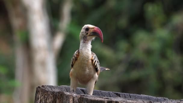 Kırmızı Gagalı Boynuz Tockus Erythrorhynchus Kenya Daki Tsavo Parkı Ağır — Stok video