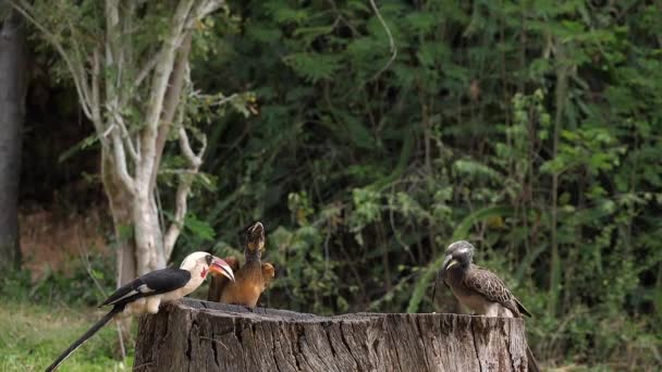 Afrikanischer Graureiher Tockus Nasutus Und Von Der Deckens Hörnchen Tockus — Stockvideo