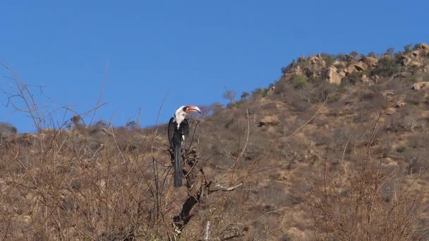 Von Der Decken Hornbill Tockus Deckeni Adult Standing Branch Flight — Stockvideo