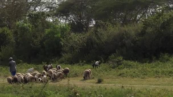 Shepherd Jego Stado Drodze Nairobi Tsavo Park Kenia Slow Motion — Wideo stockowe