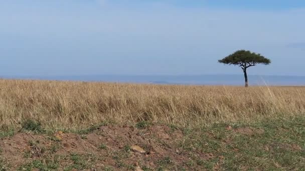 Savannah Landscape Tsavo Park Kenya Slow Motion — Stock Video