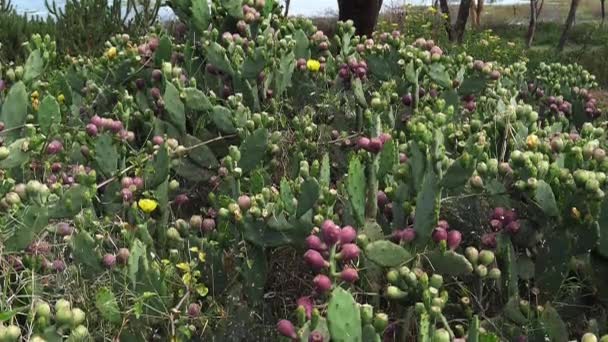 Peras Espinosas Opuntia Kenia Cámara Lenta — Vídeo de stock