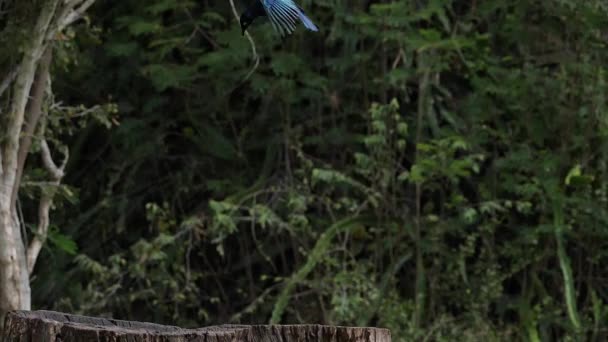 Birds at the Feeder, Superbe étourneau, Groupe en vol, Parc Tsavo au Kenya, Mouvement lent 