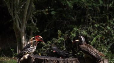 Besleyicideki kuşlar, Von der Decken 'in boynuz gagası, Afrika Gri Boynuzu, Kırmızı gagalı Hornbill, Grup, Kenya' daki Tsavo Parkı, Yavaş Hareket