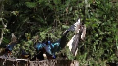Besleyicideki kuşlar, Süper Starling, Kırmızı gagalı Hornbill, Afrikalı Gri Boynuz, Uçan Grup, Kenya 'daki Tsavo Park, Yavaş Hareket