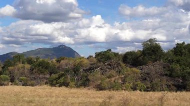 Savannah Parkı, Tsavo Parkı, Dağ ve Orman, Kenya, Ağır çekim