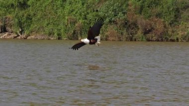 Afrika Balık Kartalı, haliaeetus vocifer, Uçan Yetişkin, Pençeli Balık, Baringo Gölü, Kenya, Ağır çekim