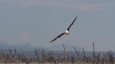 Afrika Balık Kartalı, haliaeetus vocifer, Uçan Yetişkin, Pençeli Balık, Baringo Gölü, Kenya, Ağır çekim
