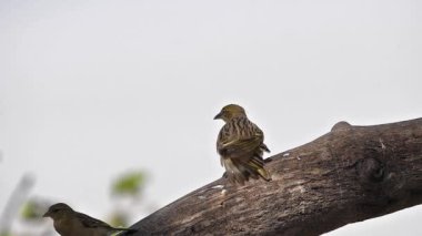 Kuzey Maskeli Weaver, ploceus taeniopterus, savaşan erkekler, kanat çırpan erkekler, Kenya 'daki Baringo Gölü, Ağır çekim