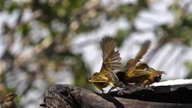 Kuzey Maskeli Dokumacı, Ploceus Taeniopterus, Yetiştirici 'deki grup, Kenya' daki Baringo Gölü, Ağır Hareket