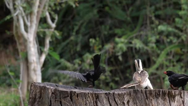 Aves Comedero Estornino Magnífico Pájaro Pico Rojo Grupo Vuelo Parque — Vídeos de Stock